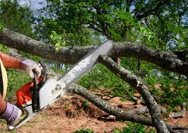 How Our Tree Care Process Works  in  Hanover, OH