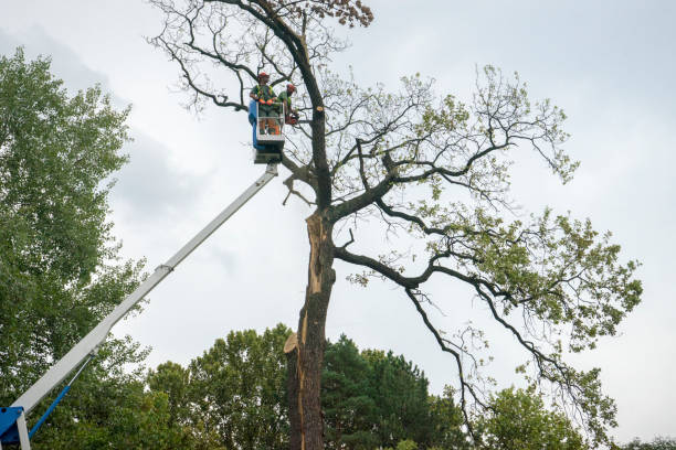 Hanover, OH Tree Care Company